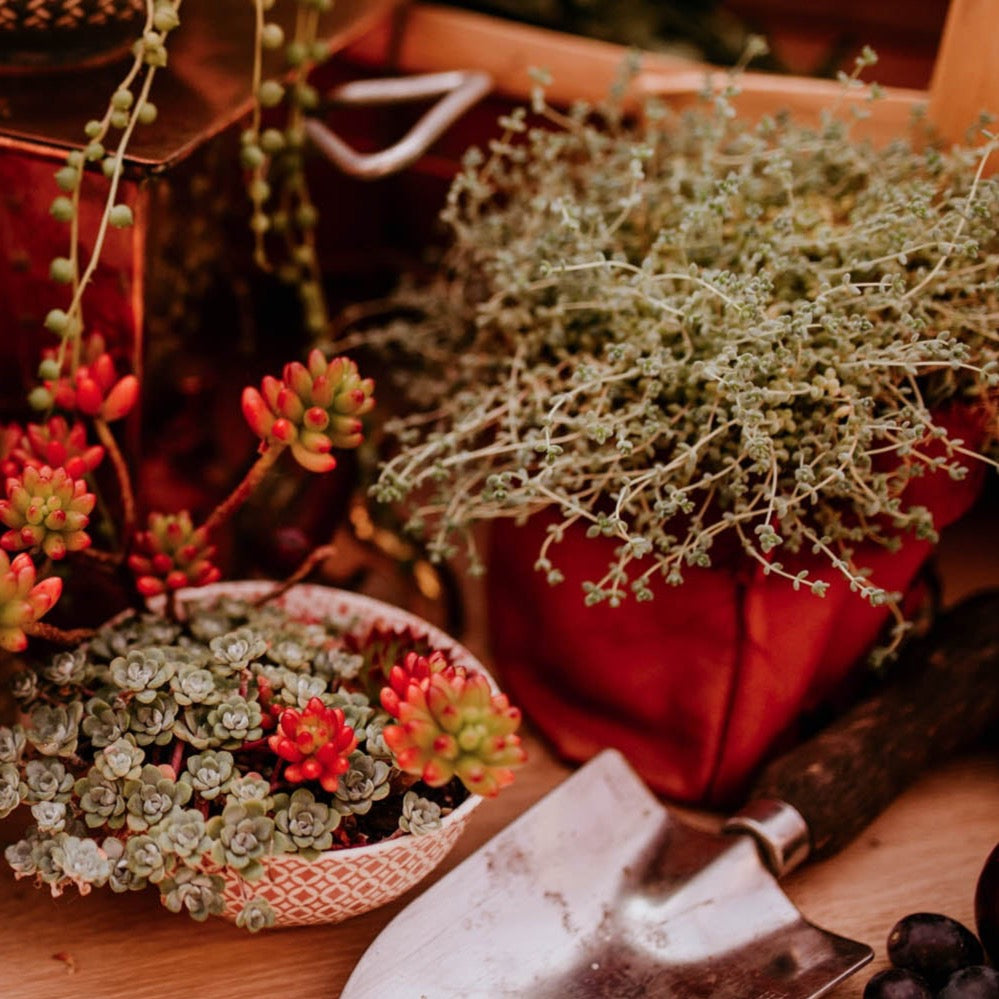 Lake Leather - Plant Pot Cover - Tasmanian Made Leather Pot Sack